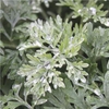 Artemisia 'Powis Castle'