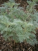 Artemisia 'Powis Castle'