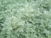Artemisia 'Powis Castle'