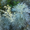 Artemisia absinthium