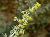 Artemisia absinthium