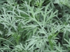 Artemisia absinthium leaves