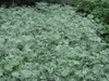 Artemisia absinthium form