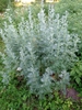 Form of A. absinthium