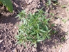 Artemisia dracunculus