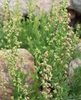Artemisia ludoviciana