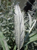 Artemisia ludoviciana