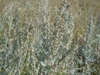 Artemisia ludoviciana