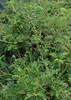 Form of A. santolinifolia