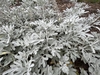Gray pinnatifid leaves on erect shoots.