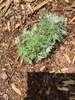 A. schmidtiana 'Nana', emerging plant, spring, Durham County, NC