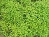 Form