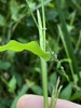 Hairs on leaf margin