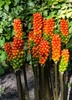 Erect spikes of spikes of orange berries.