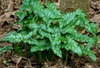 Cluster of sagittate leaves, shiny green with white veins.