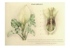 Botanical Illustration of plant & cross-section of inflorescence