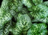 Leaves if A. italicum 'Pictum'