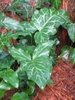 Cluster of sagittate leaves, shiny green with white veins.