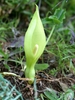Pale green spathe surrounding a white spadix.