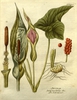 Botanical Illustration
