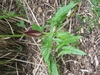Arum maculatum in flower