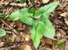 Arum Maculatum plant