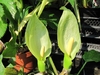 Flowers of A. maculatum