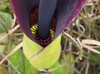 Close up of flower