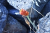 Fruit
