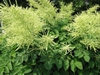 Aruncus dioicus