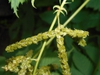Aruncus dioicus