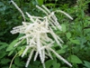 Aruncus dioicus