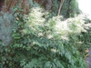 Form