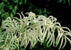 Aruncus dioicus
