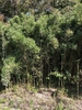 Stand of canes in TN