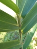 Stem and leaves