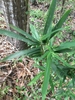 Form