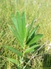 "Top-knot" of leaves