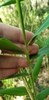 Stem and leaf attachment