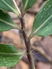Hair-like structures at nodes