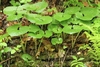 Pairs of upright, green, heart-shaped leaves.