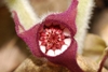 Close-up of bell-shaped, 3-lobed calyx that is hairy externally.