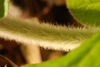 Close-up of the petiole densely covered with fine hairs.