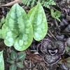 large green & white heart shaped leaves with purplish flower