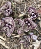 Dark purple flowers flecked with yellow dots white eye zone