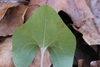 Underside of leaf