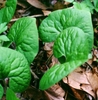 Heavily veined, green, heart-shaped leaves