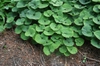 Asarum canadense