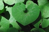 Heart or arrow-shaped leaf blade