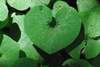 Close-up on the heart- to kidney-shaped, green leaf.